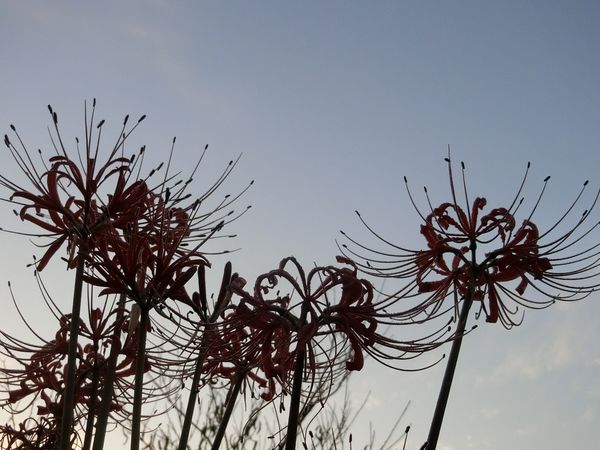 f:id:maronmame:20191002133449j:plain