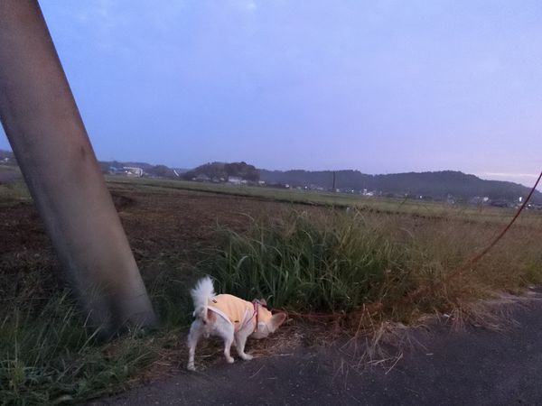 f:id:maronmame:20191005132946j:plain