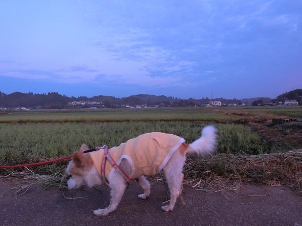 f:id:maronmame:20191005133015j:plain