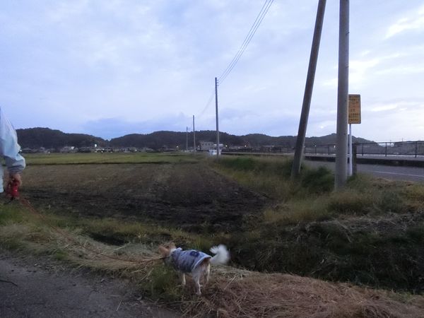 f:id:maronmame:20191007152201j:plain