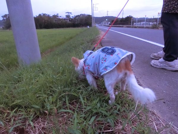 f:id:maronmame:20191007152215j:plain