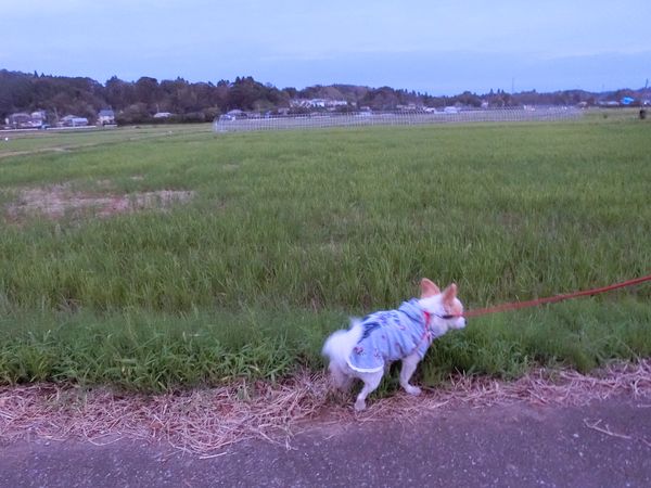 f:id:maronmame:20191007152229j:plain