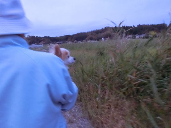 f:id:maronmame:20191007152248j:plain