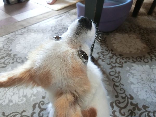 f:id:maronmame:20191007152338j:plain