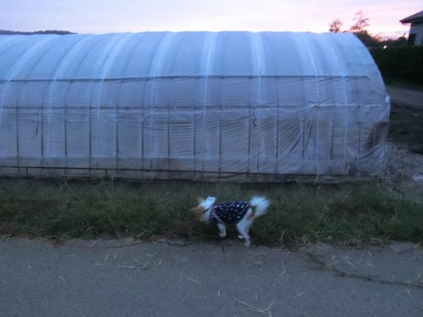 f:id:maronmame:20191029154849j:plain