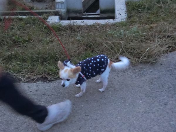 f:id:maronmame:20191029154936j:plain