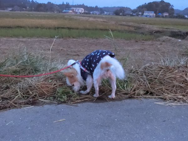 f:id:maronmame:20191029154954j:plain