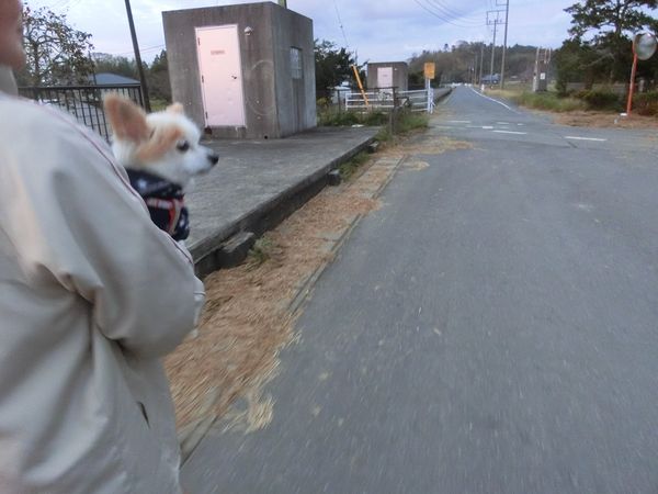 f:id:maronmame:20191029155014j:plain