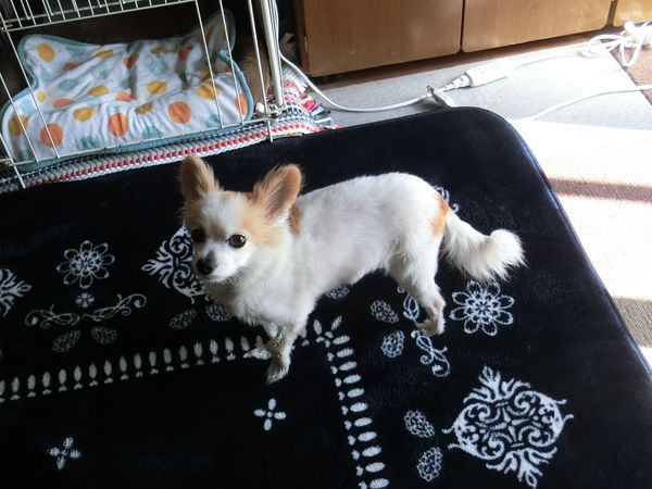 f:id:maronmame:20191029155155j:plain