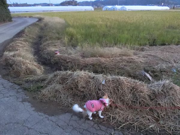 f:id:maronmame:20191104105348j:plain