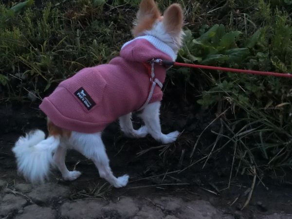 f:id:maronmame:20191104105401j:plain