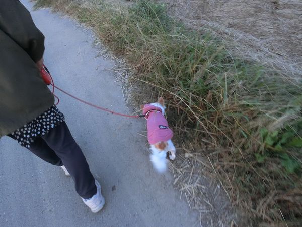 f:id:maronmame:20191104105432j:plain