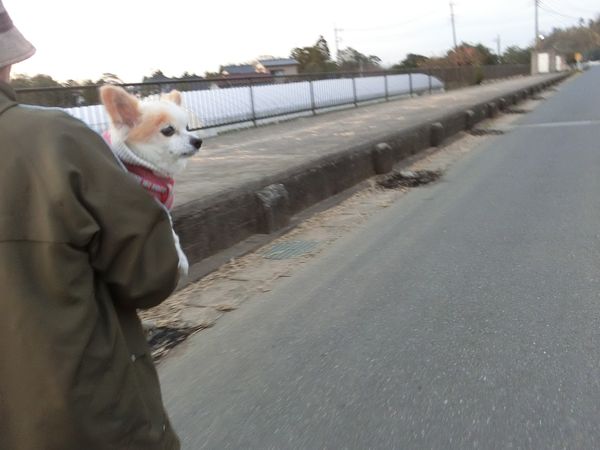 f:id:maronmame:20191104105509j:plain