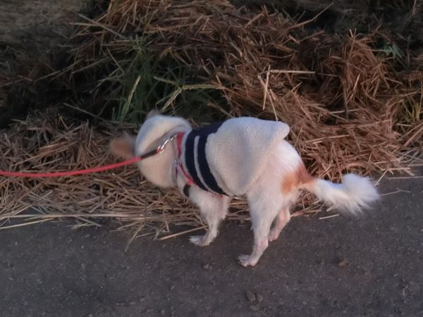 f:id:maronmame:20191107155341j:plain