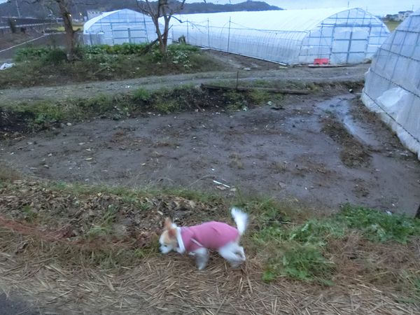 f:id:maronmame:20191126155752j:plain