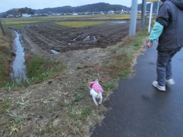 f:id:maronmame:20191126155805j:plain