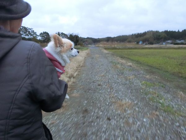 f:id:maronmame:20191126155833j:plain