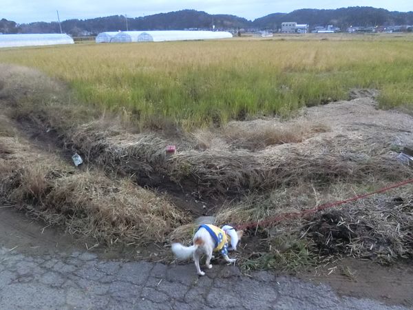 f:id:maronmame:20191129140743j:plain