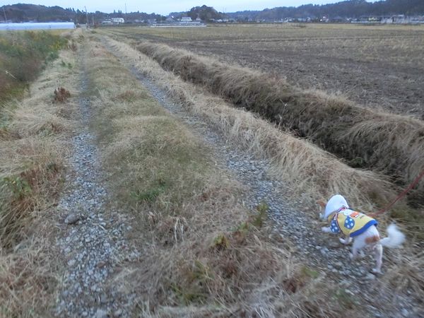 f:id:maronmame:20191129140800j:plain