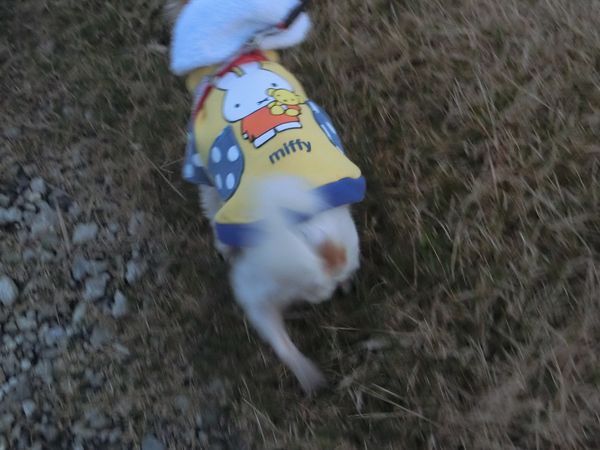 f:id:maronmame:20191129140815j:plain