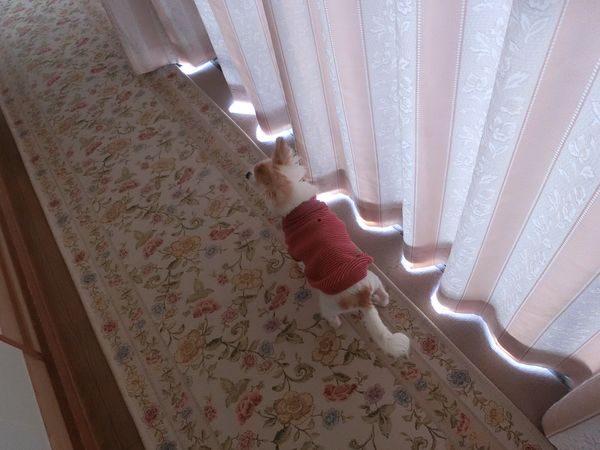 f:id:maronmame:20191129140842j:plain