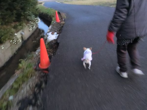 f:id:maronmame:20191221134741j:plain