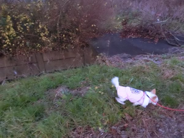 f:id:maronmame:20191221134827j:plain