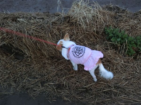 f:id:maronmame:20191221134855j:plain