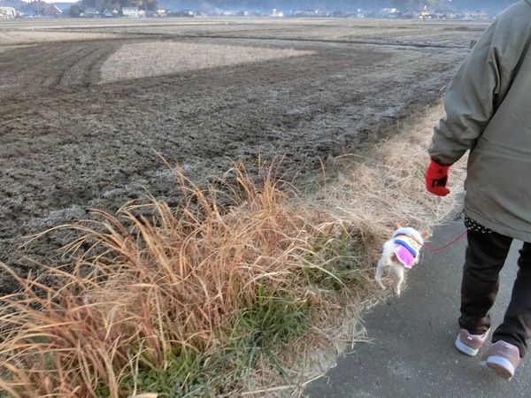 f:id:maronmame:20200204183158j:plain