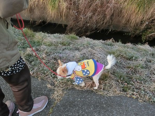 f:id:maronmame:20200204183214j:plain