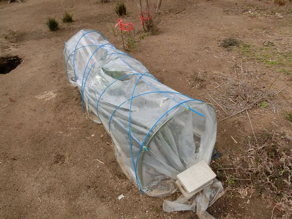 f:id:maronmame:20200204183346j:plain