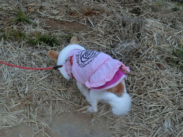 f:id:maronmame:20200208191000j:plain f:id:maronmame:20200208191000j:plain