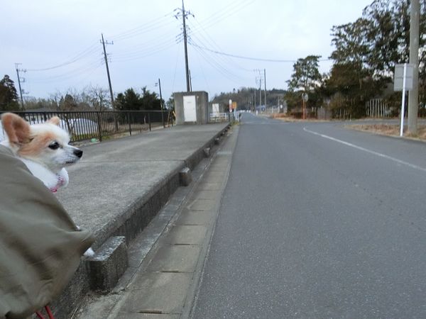 f:id:maronmame:20200208191029j:plain f:id:maronmame:20200208191029j:plain