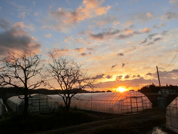 f:id:maronmame:20200311062536j:plain