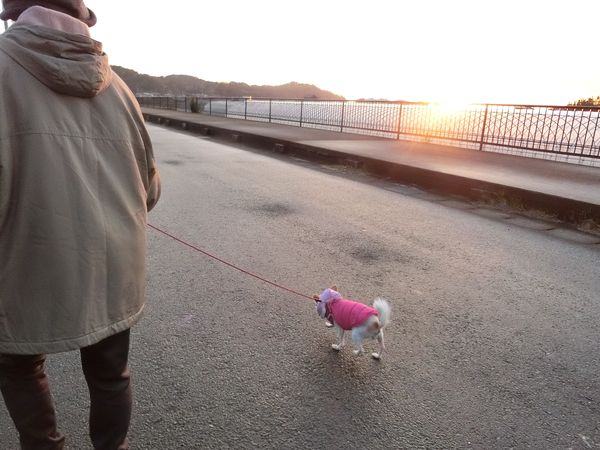 f:id:maronmame:20200311062615j:plain