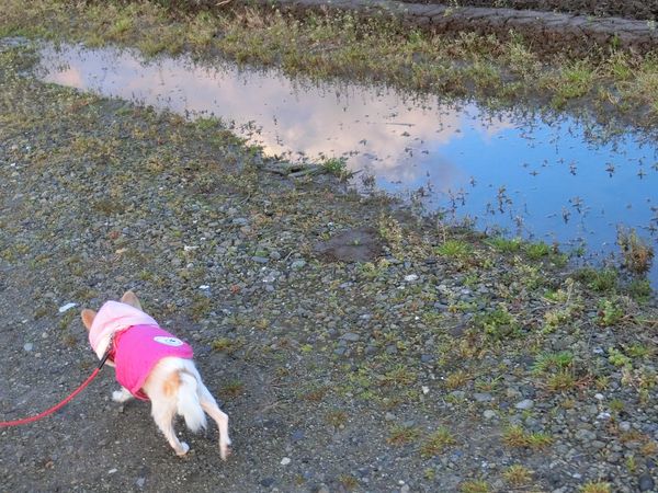 f:id:maronmame:20200311063133j:plain