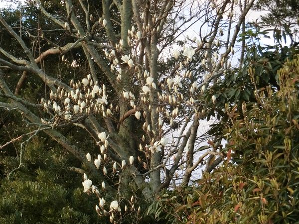 f:id:maronmame:20200311063405j:plain