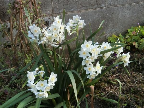 f:id:maronmame:20200311063614j:plain