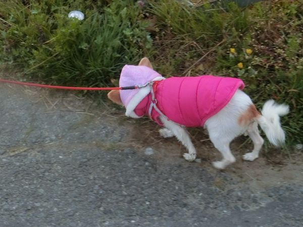 f:id:maronmame:20200319072102j:plain