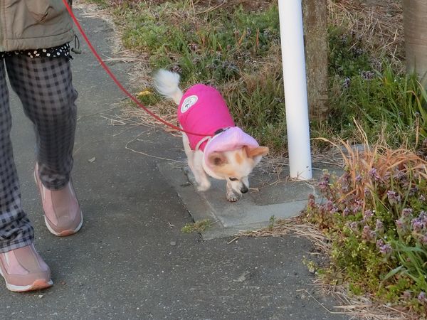 f:id:maronmame:20200319072115j:plain