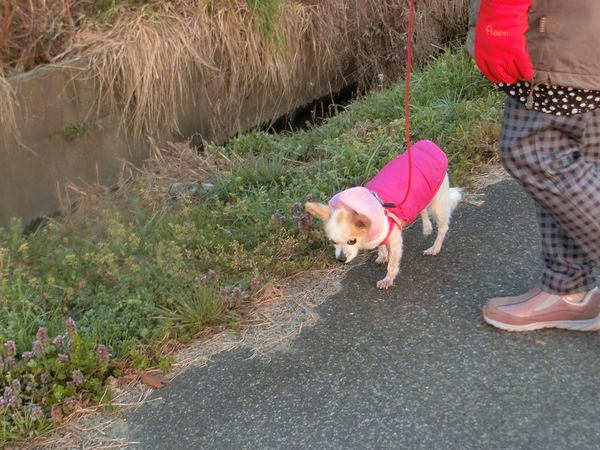 f:id:maronmame:20200319072131j:plain