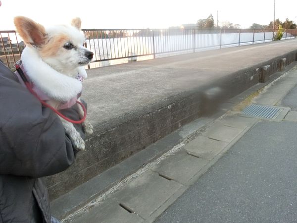 f:id:maronmame:20200329065441j:plain