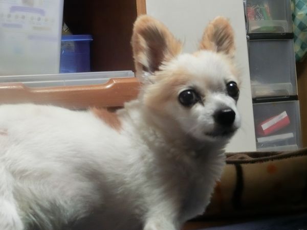 f:id:maronmame:20200329065456j:plain