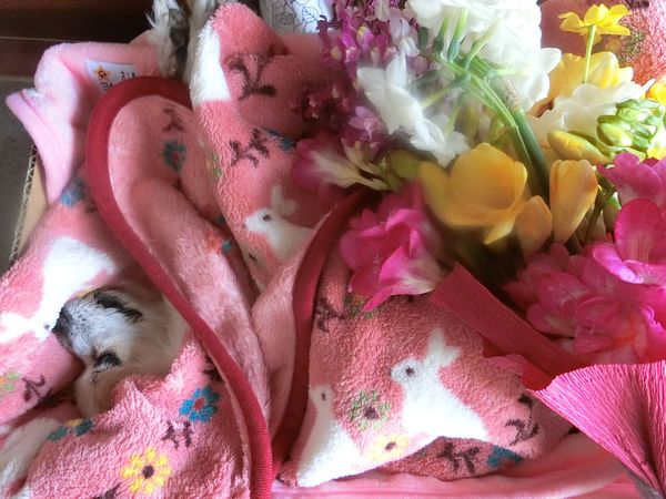 f:id:maronmame:20200405071809j:plain