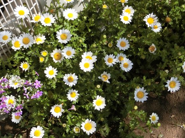 f:id:maronmame:20200414101132j:plain