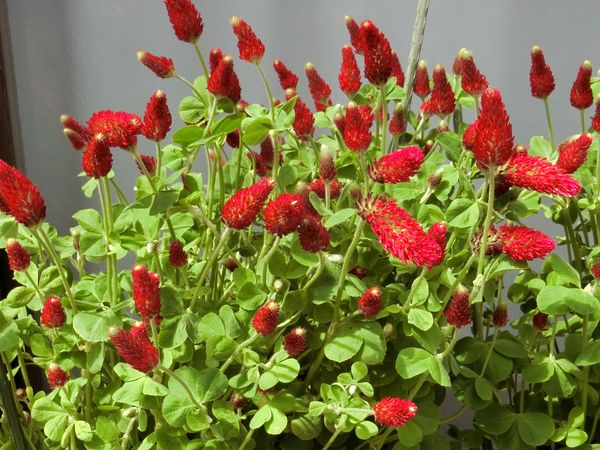 f:id:maronmame:20200502142355j:plain