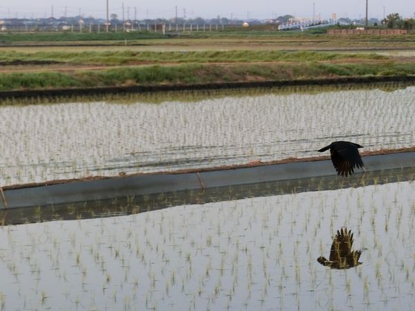 f:id:maronmame:20200502142409j:plain