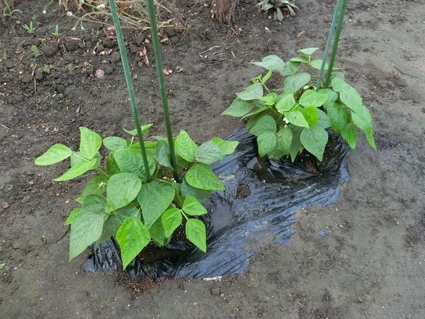 f:id:maronmame:20200616160651j:plain