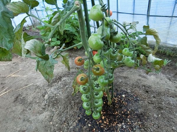 f:id:maronmame:20200616160736j:plain