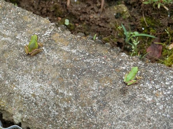 f:id:maronmame:20200616160809j:plain